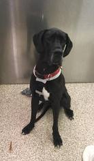 Great Dane Dogs for adoption in Martinsburg, WV, USA