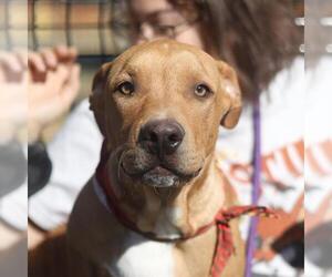 Mutt Dogs for adoption in San Antonio, TX, USA