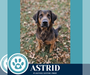 Golden Retriever-Unknown Mix Dogs for adoption in Kimberton, PA, USA