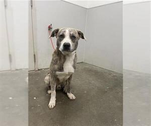 Staffordshire Bull Terrier-Unknown Mix Dogs for adoption in Rosenberg, TX, USA