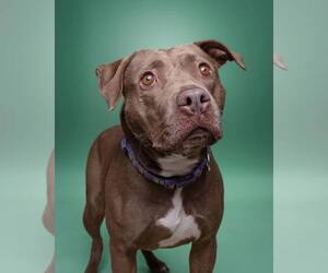 American Pit Bull Terrier-Unknown Mix Dogs for adoption in Rowlett, TX, USA