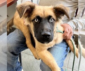 German Shepherd Dog Dogs for adoption in San Antonio, TX, USA