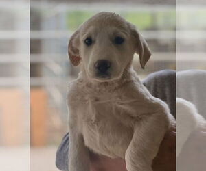 Labrador Retriever-Unknown Mix Dogs for adoption in Dana Point, CA, USA