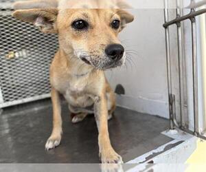 Chihuahua Dogs for adoption in Bakersfield, CA, USA