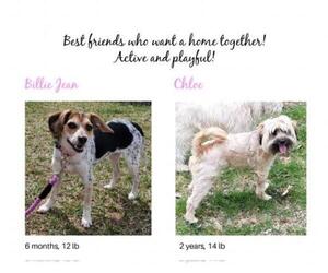 ShiChi Dogs for adoption in Blakeslee, PA, USA