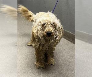 Poodle (Standard)-Unknown Mix Dogs for adoption in Las Vegas, NV, USA