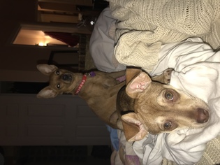 Medium Photo #1 Chihuahua-Unknown Mix Puppy For Sale in San Bernardino , CA, USA