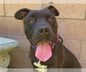 Mutt Dogs for adoption in Moreno Valley, CA, USA