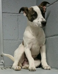 Catahoula Leopard Dog-Unknown Mix Dogs for adoption in Fort Collins, CO, USA