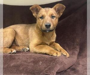 German Shepherd Dog-Unknown Mix Dogs for adoption in HESPERIA, CA, USA