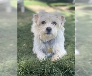 Mutt Dogs for adoption in Ventura, CA, USA