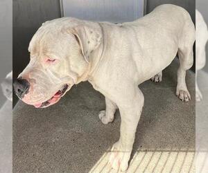 Mastiff-Unknown Mix Dogs for adoption in Downey, CA, USA
