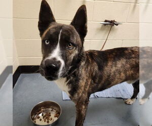 Siberian Husky-Unknown Mix Dogs for adoption in Denver, CO, USA