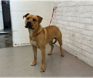 American Pit Bull Terrier Dogs for adoption in San Bernardino, CA, USA