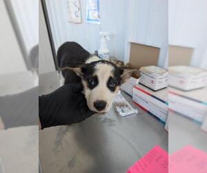 Australian Shepherd-Unknown Mix Dogs for adoption in Bakersfield, CA, USA