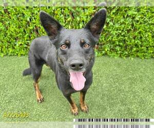 German Shepherd Dog-Unknown Mix Dogs for adoption in West Palm Beach, FL, USA