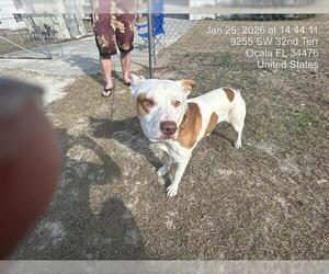 American Pit Bull Terrier-Unknown Mix Dogs for adoption in Ocala, FL, USA
