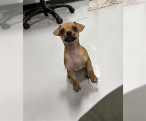 Chiweenie Dogs for adoption in Temple, TX, USA