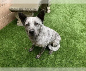 Texas Heeler-Unknown Mix Dogs for adoption in Moreno Valley, CA, USA
