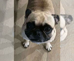 Pug Dogs for adoption in Gulfport, MI, USA