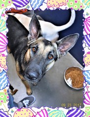 Medium Photo #1 German Shepherd Dog Puppy For Sale in San Jacinto, CA, USA