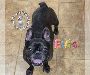 French Bulldog Dogs for adoption in Omaha, NE, USA