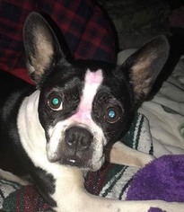 Boston Terrier Dogs for adoption in Fruitland, SC, USA