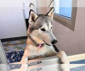 Siberian Husky-Unknown Mix Dogs for adoption in Fort Collins, CO, USA