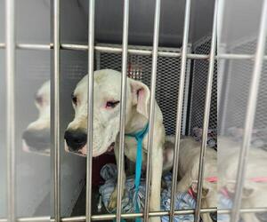 Dogo Argentino-Unknown Mix Dogs for adoption in Bakersfield, CA, USA