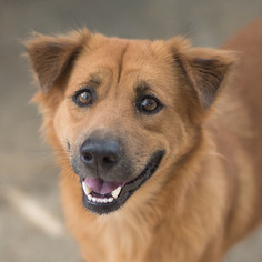 Golden Labrador Dogs for adoption in Seattle, WA, USA
