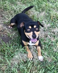 Chipin Dogs for adoption in Texarkana, TX, USA