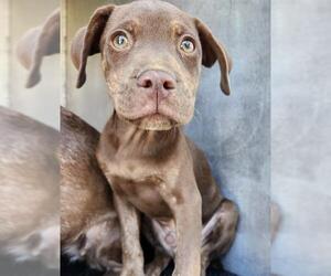 Chihuahua-Unknown Mix Dogs for adoption in San Antonio, TX, USA