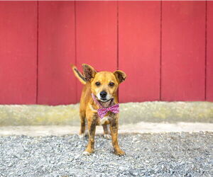 Chihuahua-Unknown Mix Dogs for adoption in Unionville, PA, USA