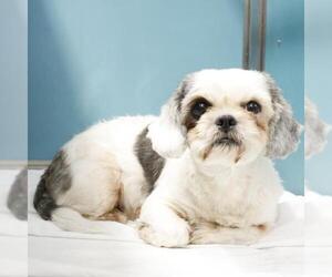 Shih Tzu-Unknown Mix Dogs for adoption in San Antonio, TX, USA