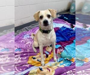 Mutt Dogs for adoption in Fort Wayne, IN, USA