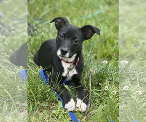 Mutt Dogs for adoption in Overland Park, KS, USA