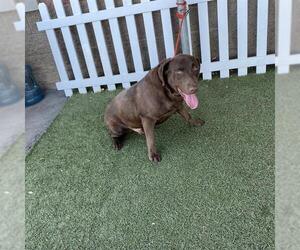 Labrador Retriever Dogs for adoption in Modesto, CA, USA
