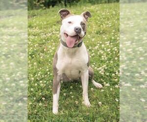 American Pit Bull Terrier Dogs for adoption in Lee's Summit, MO, USA
