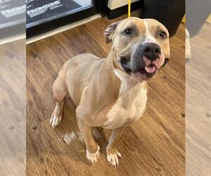 Staffordshire Bull Terrier Dogs for adoption in Houston, TX, USA