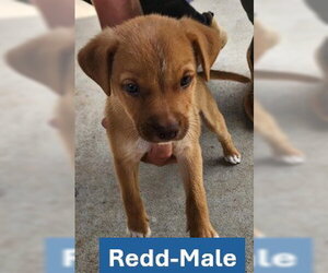 Labrador Retriever-Unknown Mix Dogs for adoption in Sheboygan, WI, USA