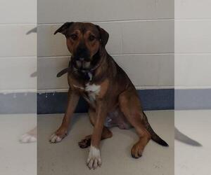 Rottweiler-Unknown Mix Dogs for adoption in Glen Allen, VA, USA