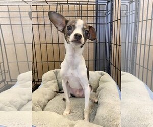 Chihuahua Dogs for adoption in Phoenix, AZ, USA