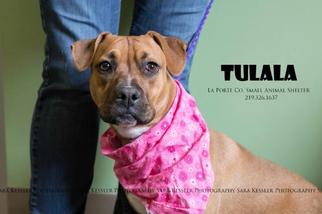 Bullboxer Pit Dogs for adoption in La Porte, IN, USA