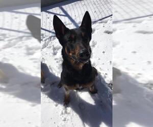 Dutch Shepherd -Unknown Mix Dogs for adoption in San Antonio, TX, USA
