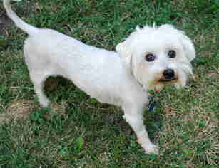 Maltese Dogs for adoption in Lee's Summit, MO, USA