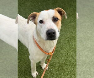 Labrador Retriever-Unknown Mix Dogs for adoption in Fayetteville, NC, USA