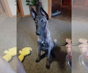 Mutt Dogs for adoption in Imlay City, MI, USA