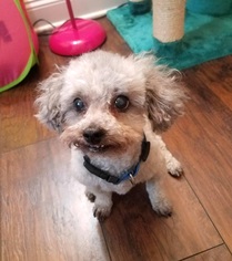Poodle (Toy) Dogs for adoption in Royal Palm Beach, FL, USA
