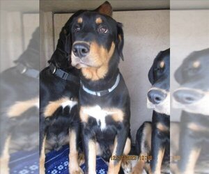 Labrottie Dogs for adoption in Oklahoma City, OK, USA