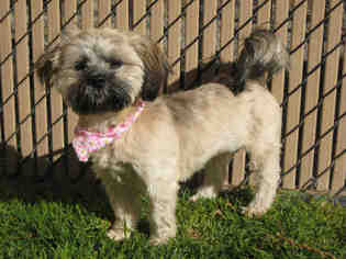 Lhasa Apso Dogs for adoption in Norco, CA, USA